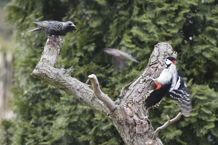 Framed Print : Great Spotted Woodpecker and Common Starling looking for food