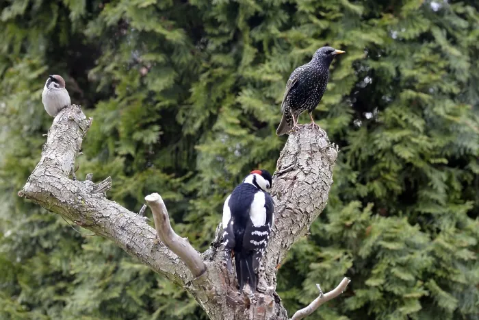 Framed Print : Great Spotted Woodpecker and Common Starling looking for food