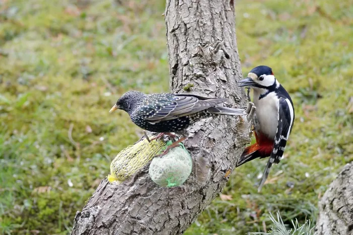 Framed Print : Great Spotted Woodpecker and Common Starling looking for food Framed Print : Great Spotted Woodpecker and Common Starling looking for food