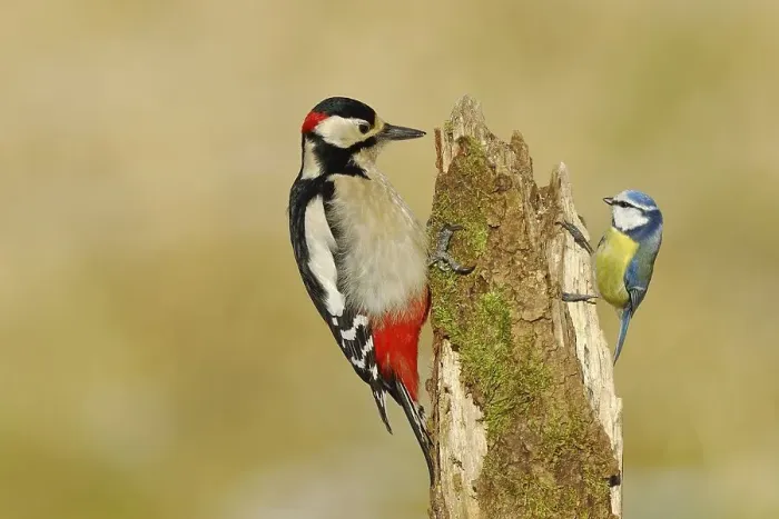 Framed Print : Great spotted woodpecker (Dendrocopos major) Framed Print : Great spotted woodpecker (Dendrocopos major)