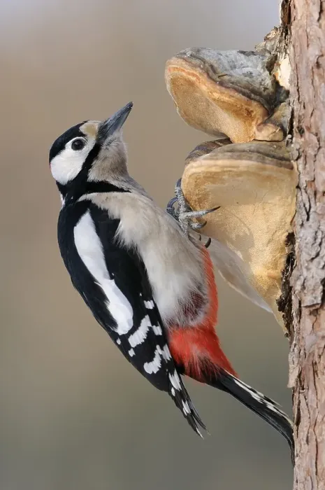 Framed Print : Great Spotted Woodpecker (Dendrocopos major)