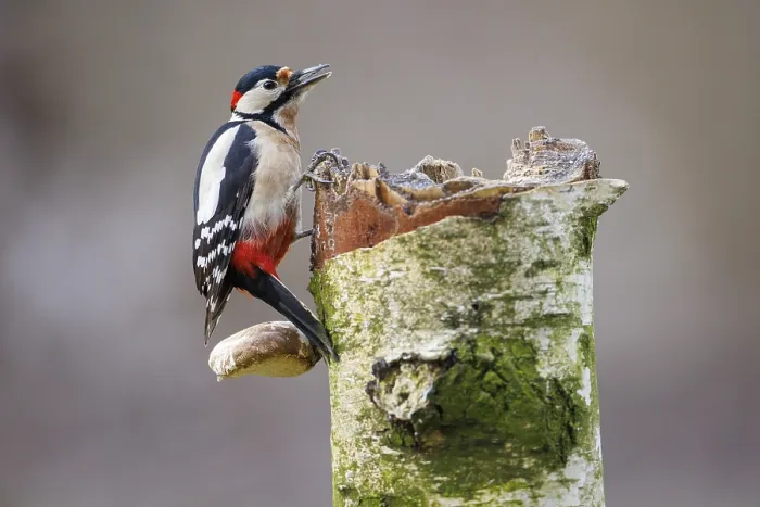 Framed Print : Great spotted woodpecker (Dendrocopos major) Framed Print : Great spotted woodpecker (Dendrocopos major)