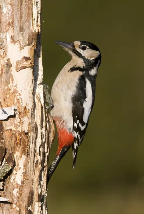 Framed Print : Great Spotted Woodpecker (Dendrocopos major)