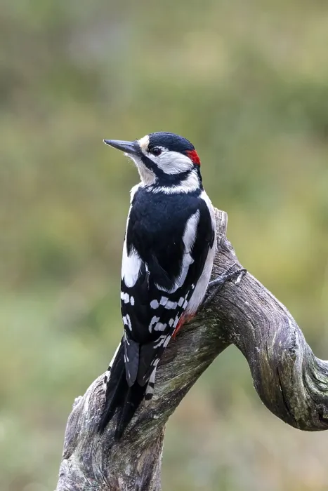 Framed Print : Great spotted woodpecker (Dendrocopos major) Framed Print : Great spotted woodpecker (Dendrocopos major)