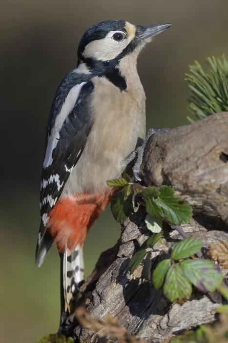 Framed Print : Great spotted woodpecker (Dendrocopos major)
