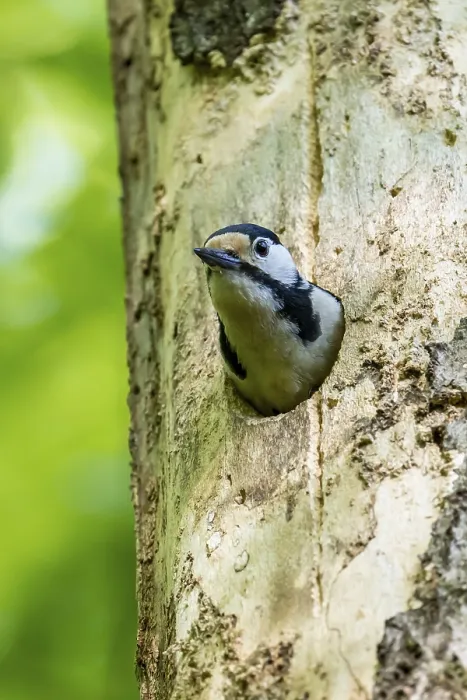 Framed Print : Great spotted woodpecker (Dendrocopos major)