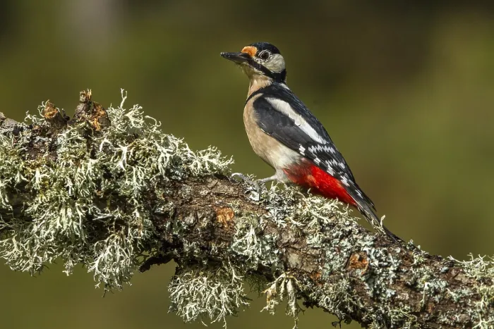 Framed Print : Great Spotted Woodpecker (Dendrocopos major) Framed Print : Great Spotted Woodpecker (Dendrocopos major)