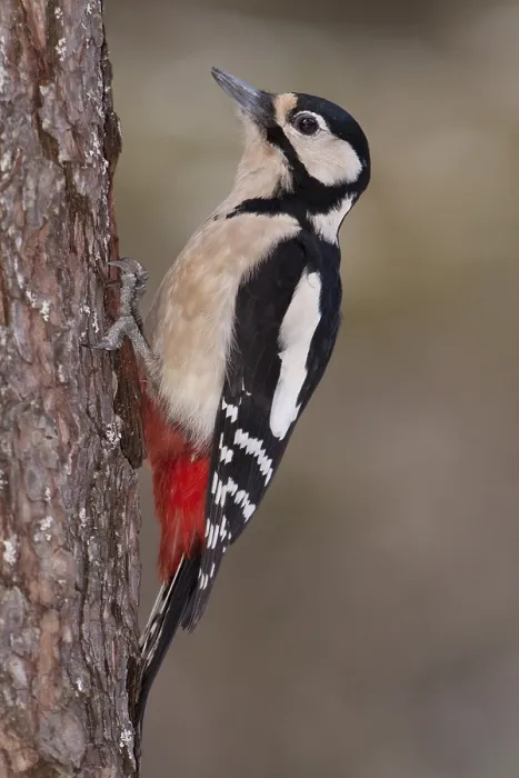Framed Print : Great Spotted Woodpecker (Dendrocopos major)