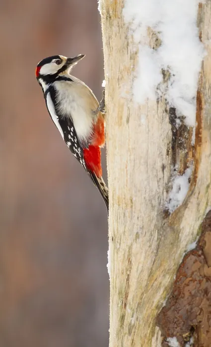 Framed Print : Great spotted woodpecker (Dendrocopos major) Framed Print : Great spotted woodpecker (Dendrocopos major)