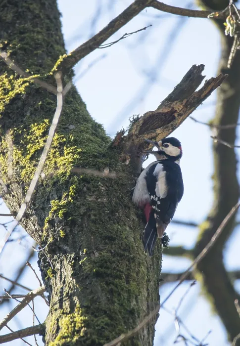 Framed Print : Great spotted woodpecker (Dendrocopos major)