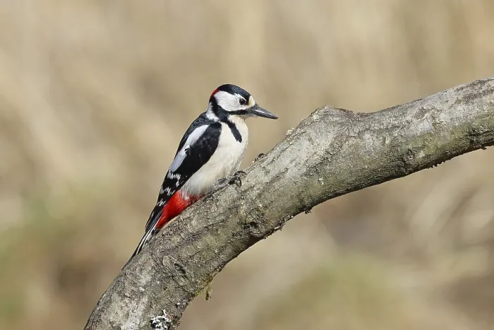 Framed Print : Great spotted woodpecker (Dendrocopos major) Framed Print : Great spotted woodpecker (Dendrocopos major)
