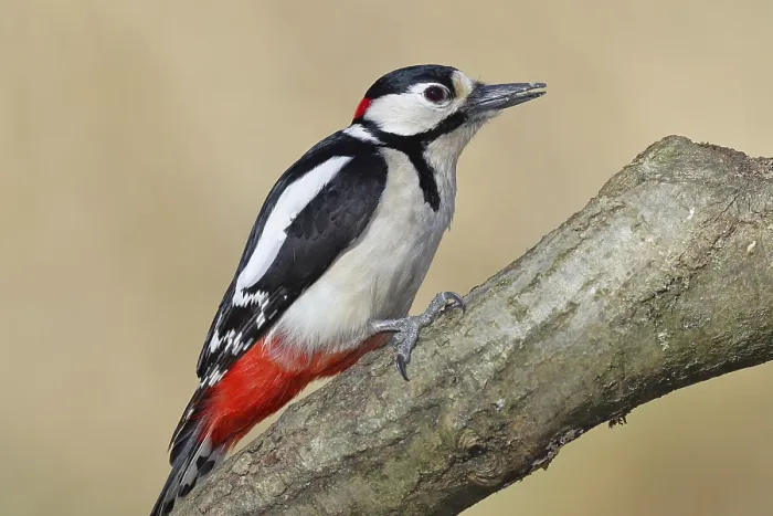 Framed Print : Great spotted woodpecker (Dendrocopos major) Framed Print : Great spotted woodpecker (Dendrocopos major)
