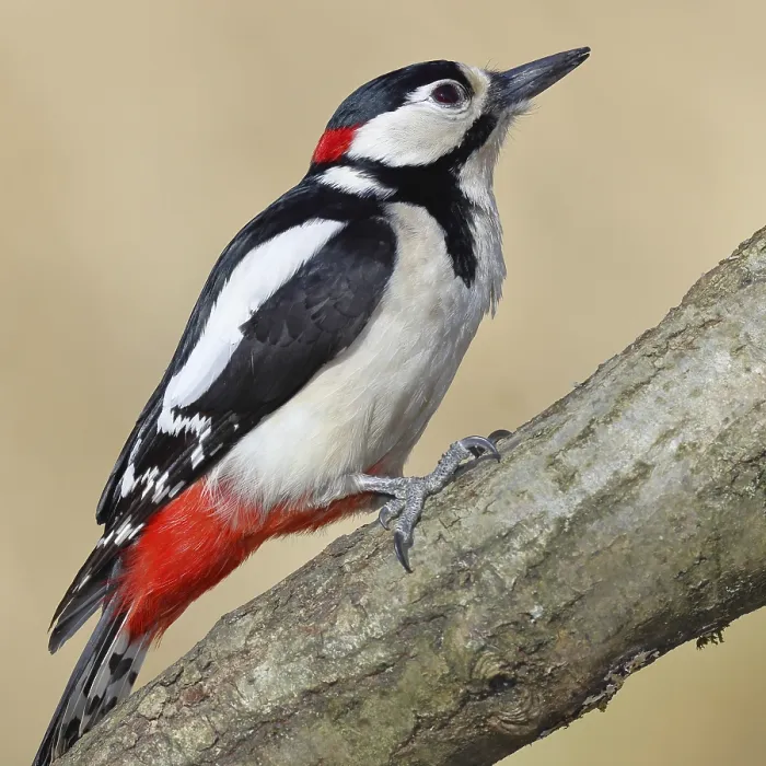 Framed Print : Great spotted woodpecker (Dendrocopos major)