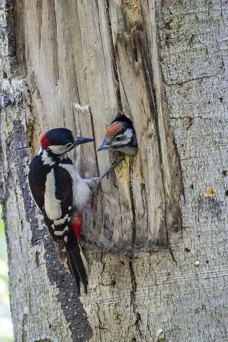 Framed Print : Great spotted woodpecker (Dendrocopos major)