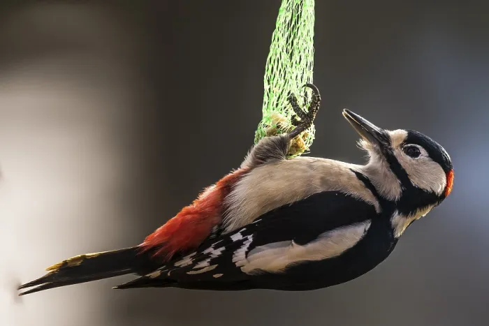 Framed Print : Great Spotted Woodpecker (Dendrocopos major)