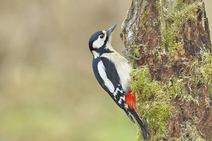 Framed Print : Great spotted woodpecker (Dendrocopos major) Framed Print : Great spotted woodpecker (Dendrocopos major)