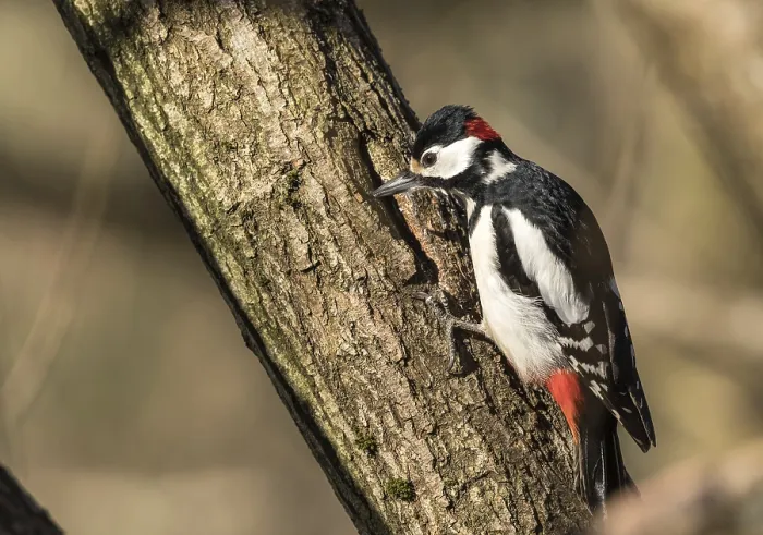 Framed Print : Great spotted woodpecker, Dendrocopos major Framed Print : Great spotted woodpecker, Dendrocopos major