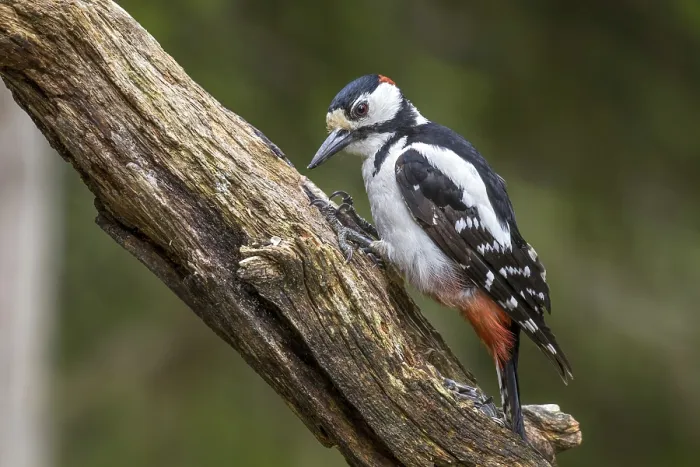 Framed Print : Great Spotted Woodpecker (Dendrocopos major)