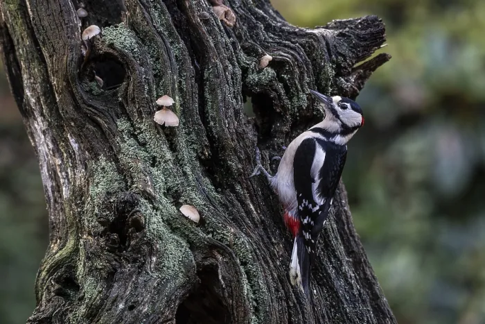 Framed Print : Great Spotted Woodpecker (Dendrocopos major)