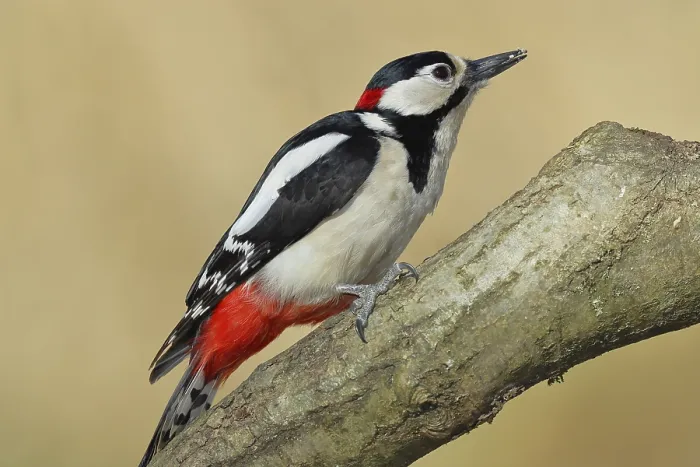 Framed Print : Great spotted woodpecker (Dendrocopos major)