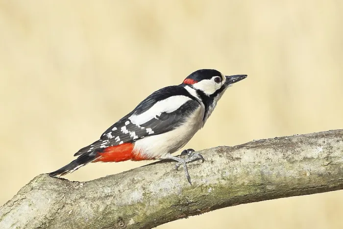 Framed Print : Great spotted woodpecker (Dendrocopos major)