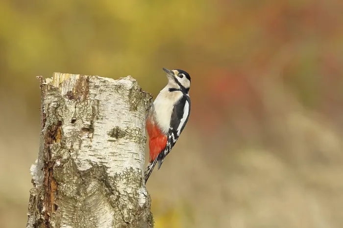 Framed Print : Great spotted woodpecker (Dendrocopos major)