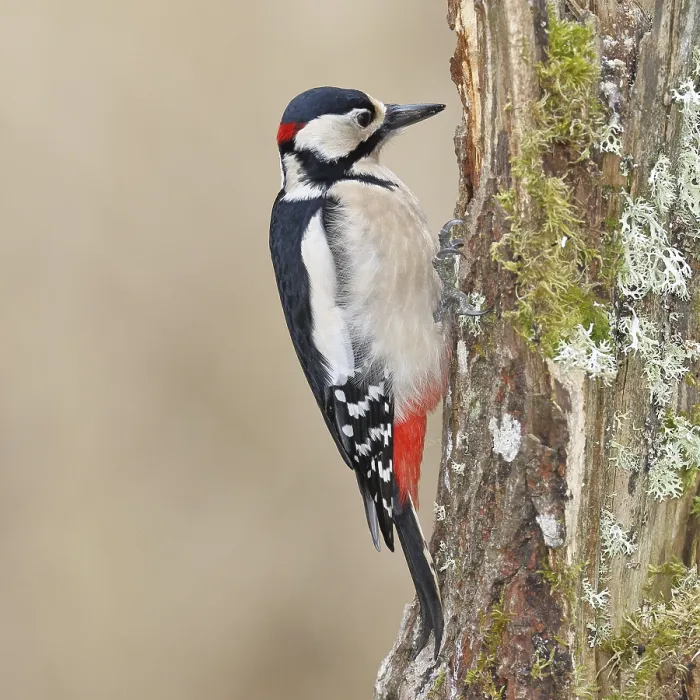 Framed Print : Great spotted woodpecker (Dendrocopos major)
