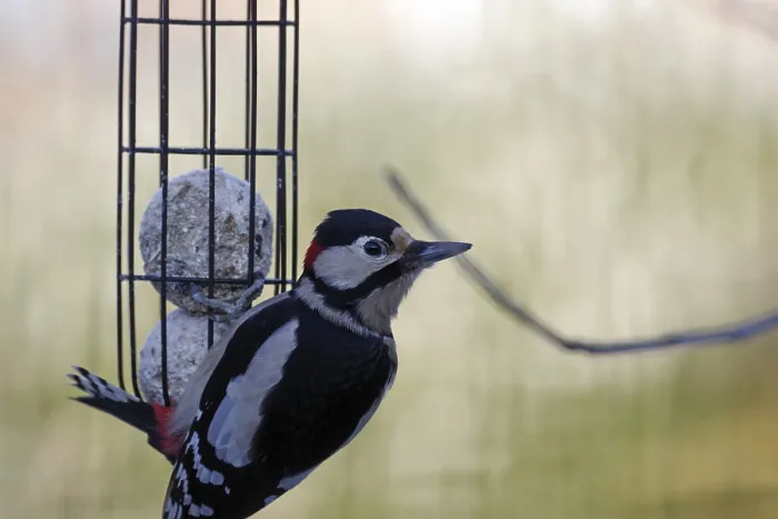 Framed Print : Great spotted woodpecker (Dendrocopos major)
