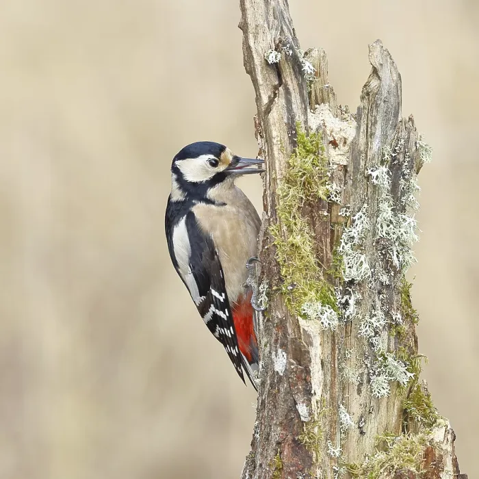 Framed Print : Great spotted woodpecker (Dendrocopos major)