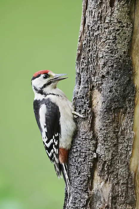 Framed Print : Great spotted woodpecker (Dendrocopos major) Framed Print : Great spotted woodpecker (Dendrocopos major)
