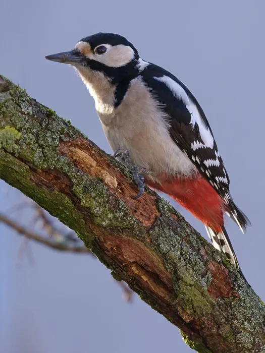 Framed Print : Great spotted woodpecker (Dendrocopos major) on a branch