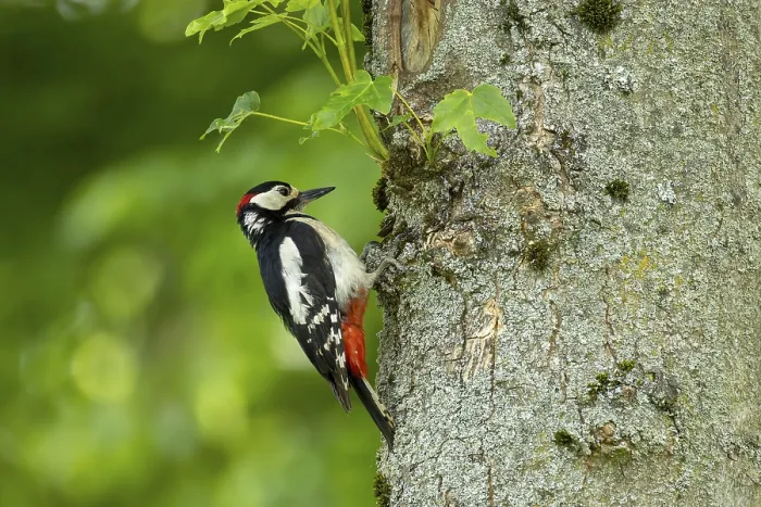 Framed Print : Great spotted woodpecker (Dendrocopos major) climbs a tree in the forest surrounded by green leaves