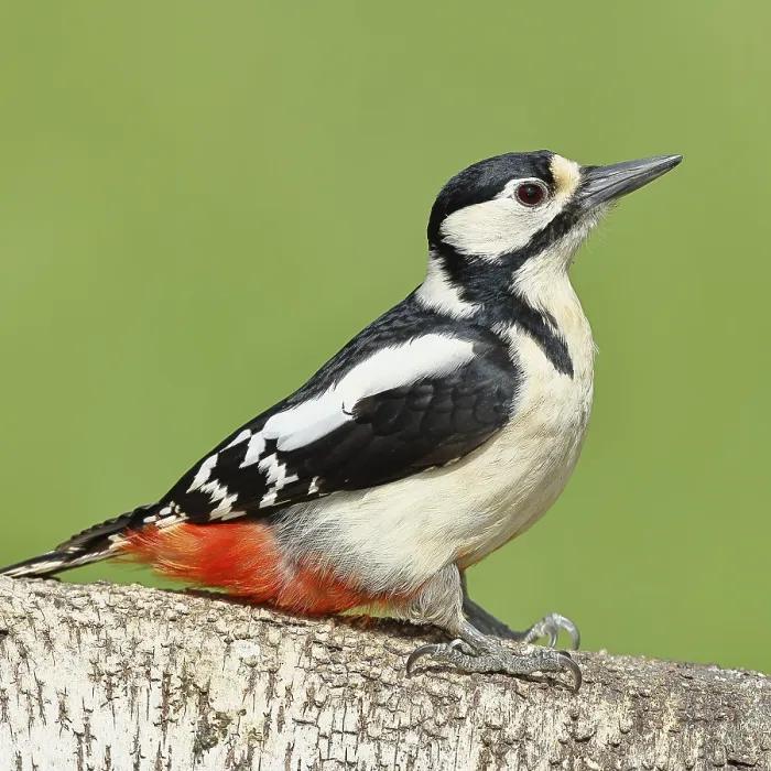 Framed Print : Great spotted woodpecker (Dendrocopos major) female sitting on a birch trunk