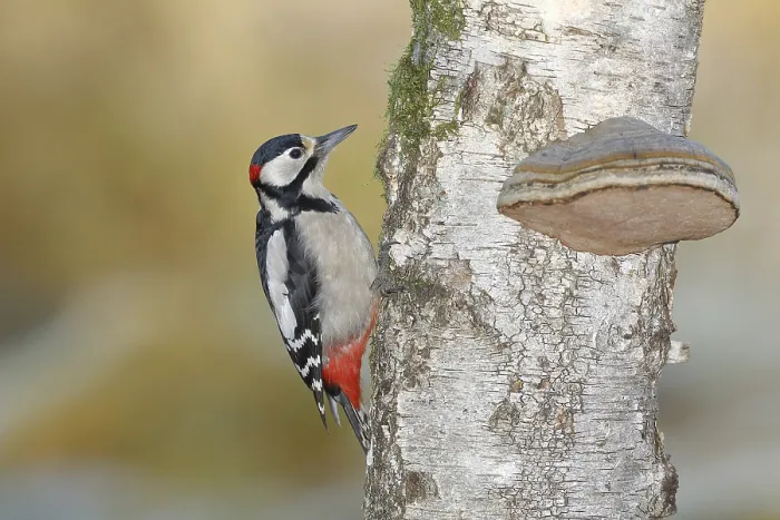 Framed Print : Great spotted woodpecker (Dendrocopos major) male
