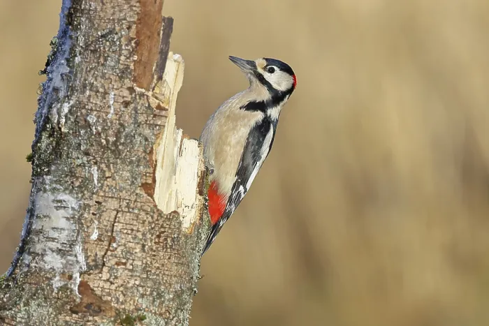 Framed Print : Great spotted woodpecker (Dendrocopos major) male sitting on a birch trunk