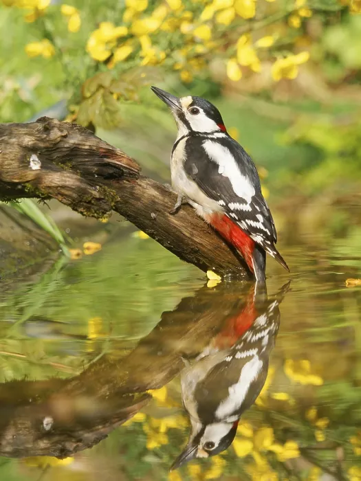 Framed Print : Great Spotted Woodpecker (Dendrocopos major) perched on a root by the water Framed Print : Great Spotted Woodpecker (Dendrocopos major) perched on a root by the water