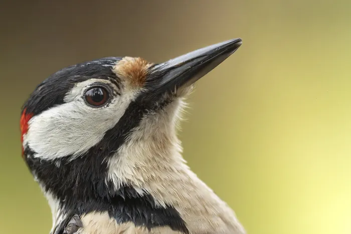 Framed Print : Great spotted woodpecker (Dendrocopos major) portrait photo of the head