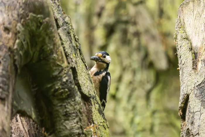 Framed Print : Great spotted woodpecker (Dendrocopos major) sitting on a branch
