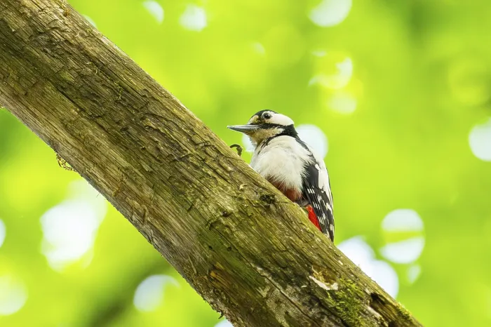 Framed Print : Great spotted woodpecker (Dendrocopos major) sitting on a branch Framed Print : Great spotted woodpecker (Dendrocopos major) sitting on a branch