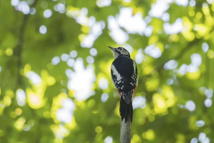 Framed Print : A great spotted woodpecker (Dendrocopos major) sitting on a branch surrounded by bright green foliage
