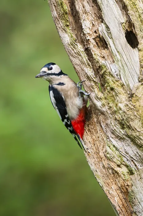 Framed Print : Great spotted woodpecker (Dendrocopos major) sitting on an old wrotten tree trunk in late summer