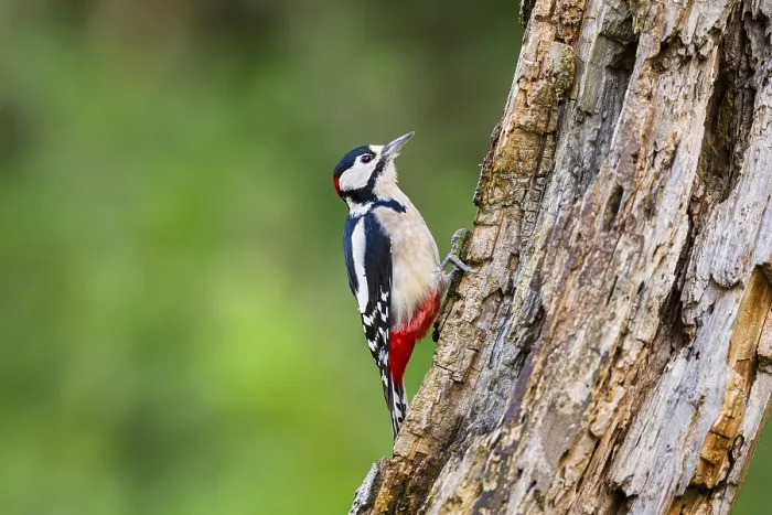 Framed Print : Great spotted woodpecker (Dendrocopos major) sitting on an old wrotten tree trunk in late summer Framed Print : Great spotted woodpecker (Dendrocopos major) sitting on an old wrotten tree trunk in late summer