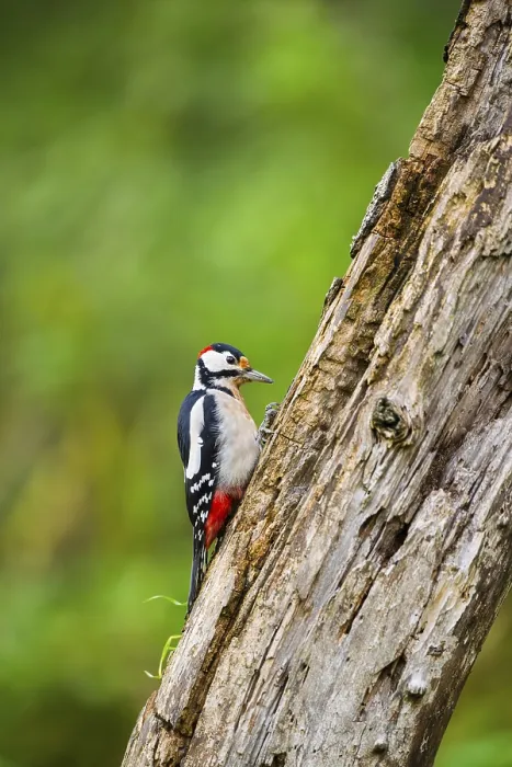 Framed Print : Great spotted woodpecker (Dendrocopos major) sitting on an old wrotten tree trunk in late summer
