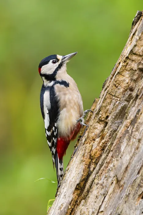 Framed Print : Great spotted woodpecker (Dendrocopos major) sitting on an old wrotten tree trunk in late summer Framed Print : Great spotted woodpecker (Dendrocopos major) sitting on an old wrotten tree trunk in late summer