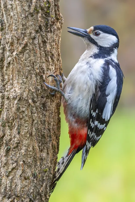 Framed Print : Great spotted woodpecker (Dendrocopos major) sitting on a tree trunk Framed Print : Great spotted woodpecker (Dendrocopos major) sitting on a tree trunk