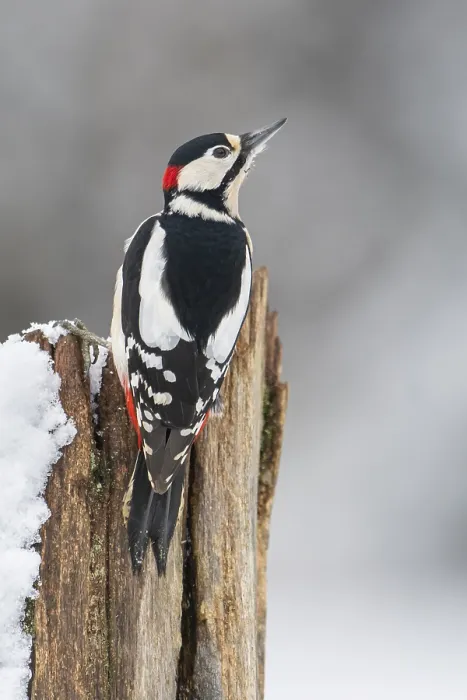 Framed Print : Great spotted woodpecker (dendrocopos major) at the woodpecker forge in the snow