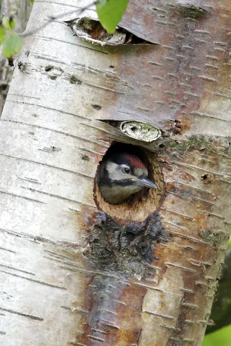 Framed Print : Great spotted woodpecker (Dendrocopos major) young