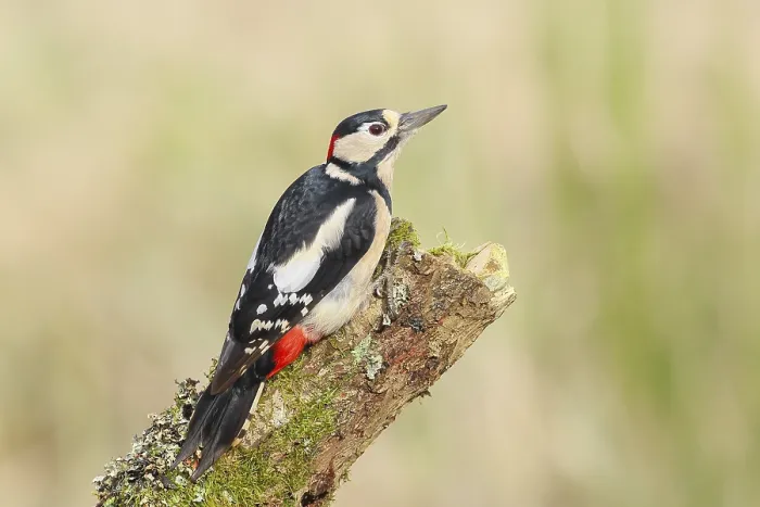Framed Print : Great spotted woodpecker (Dendrocopus major)