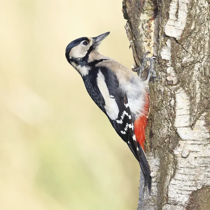 Framed Print : Great spotted woodpecker (Dendrocopus major)