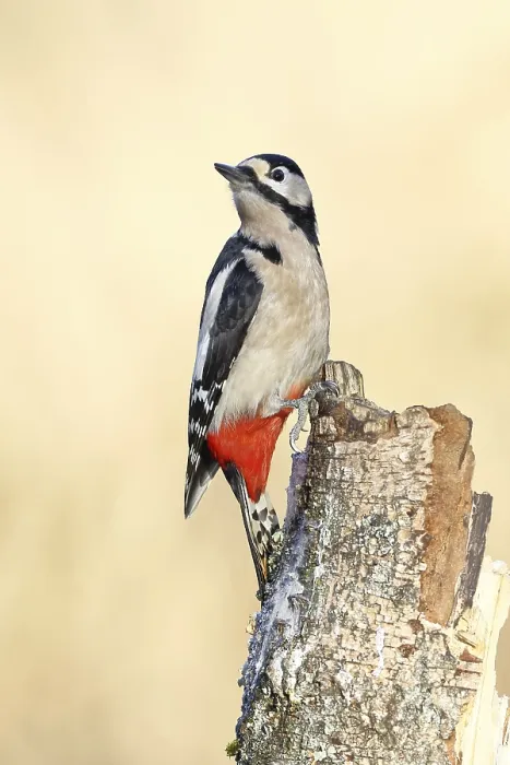 Framed Print : Great spotted woodpecker (Dendrocopus major) Framed Print : Great spotted woodpecker (Dendrocopus major)